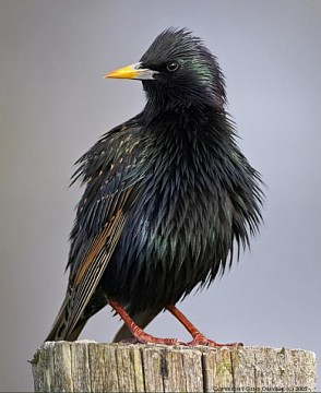 European Starling, birds of adventure