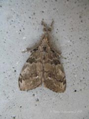 White-marked Tussock moth thumb