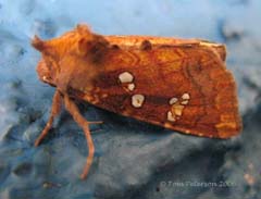 Papaipema Moth