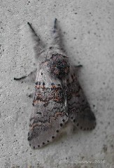 Furcula Moth