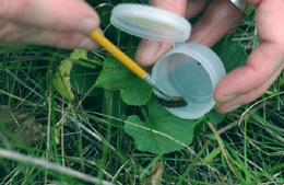 Doug Taron used a fine paint brush to urge the caterpillar out of the plastic container and onto the leaf of a violet.