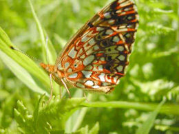Tom Peterson photographed this Silver-borderd Fritillary near Kankakee in Iroquois County.