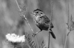 The Henslow's Sparrow, a state endangered bird, is secretive and difficult to find. According to Peter Kasper, a Fermilab physicist and bird expert, the best way to identify a Henslow's Sparrow is to listen for its characteristic call.