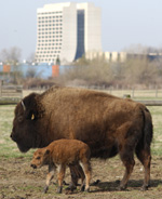 Baby bison with mom in front of Wilson Hall.