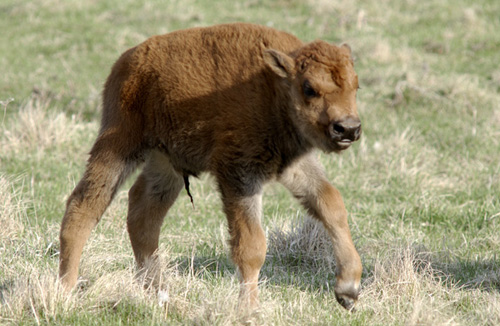 First baby buffalo born at Fermilab.