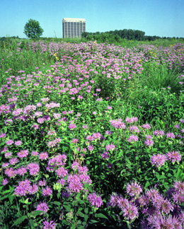 The Fermilab prairie with Wilson Hall in the background.