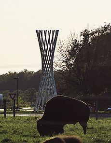 nature, animal, bison, sculpture, Tractricious