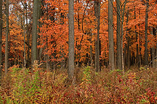 nature, trees, woods, fall, autumn
