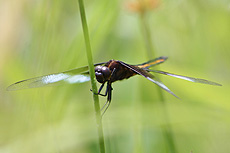 nature, animal, insect, dragonfly