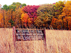 nature, autumn, fall, trees, Interpretive Trail