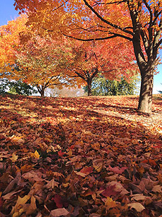 nature, autumn, fall, trees