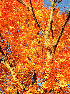 nature, autumn, fall, trees
