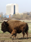 Fermilab's buffalo