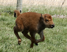 Baby buffalo