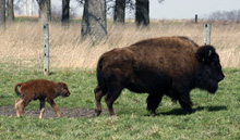 Baby bison with mom