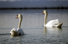 Fermilab swans