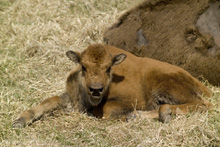 Baby Buffalo