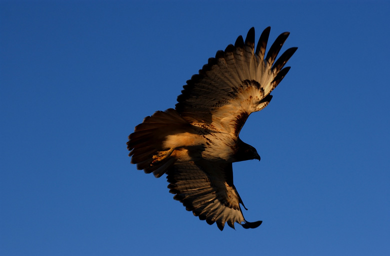 A Hawk