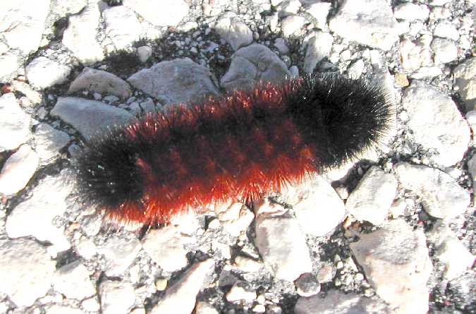 Banded Wooly Bear