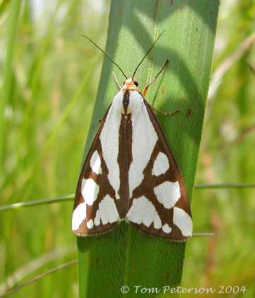 Colona Moth