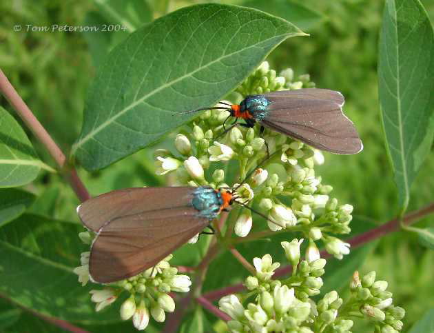 Ctenucha Moths