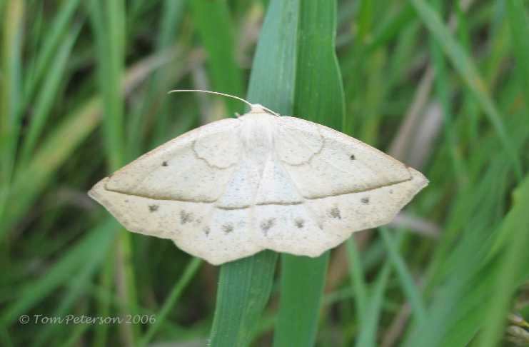Confused Euscara Moth