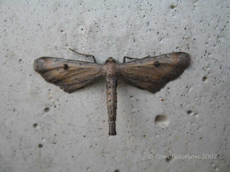 Dimorphic Gray Moth