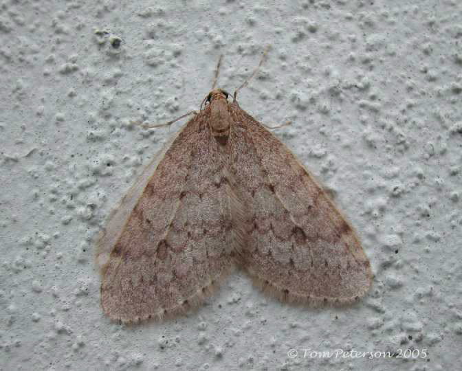 European Winter Moth