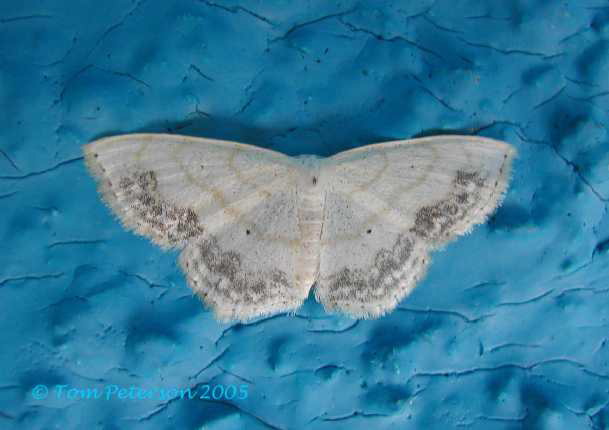 Lace-border Moth
