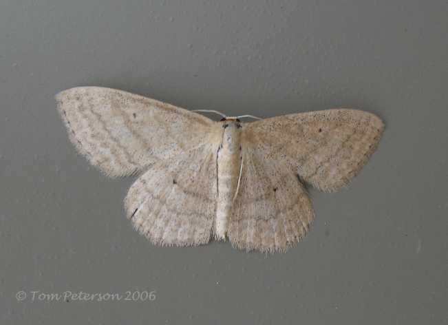 Lace-border Moth