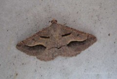 Dark-waved Angle Moth