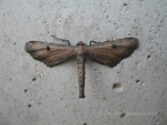 Dimophic Gray Moth