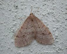 European Winter Moth thumb