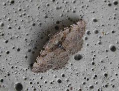 Hollow-spotted Angle Moth Thumb