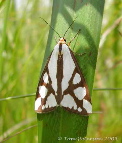 Colona Haploa Moth