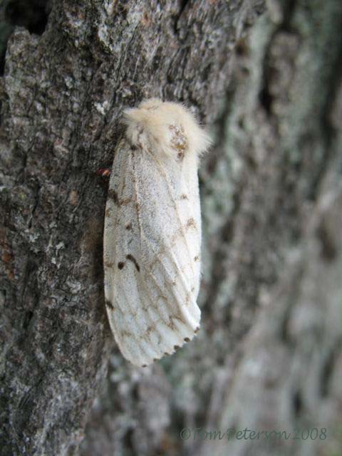 Gypsy Moth female