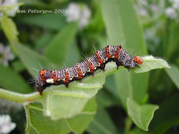 Eight Spotted Forester Caterpillar