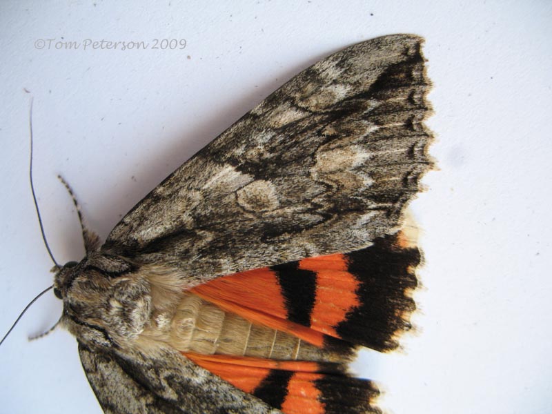 Mother Underwing