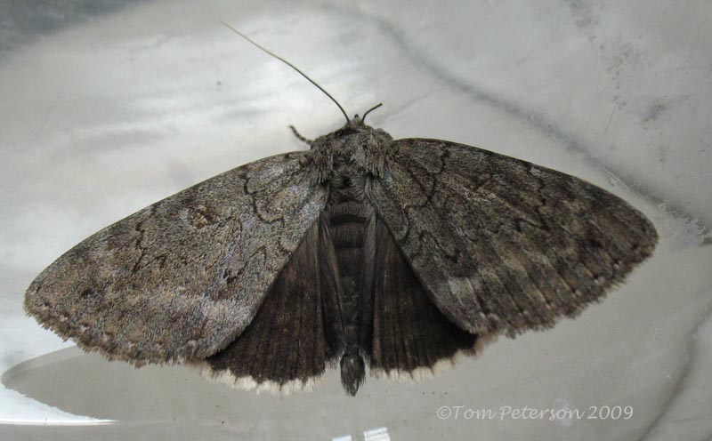 Obscure Underwing
