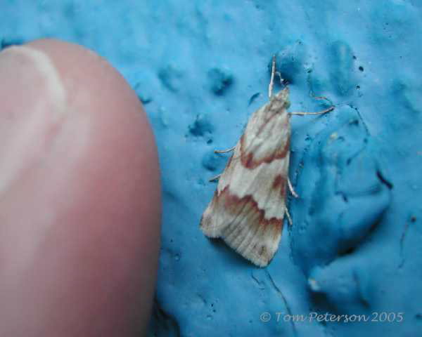 a Pyralid moth