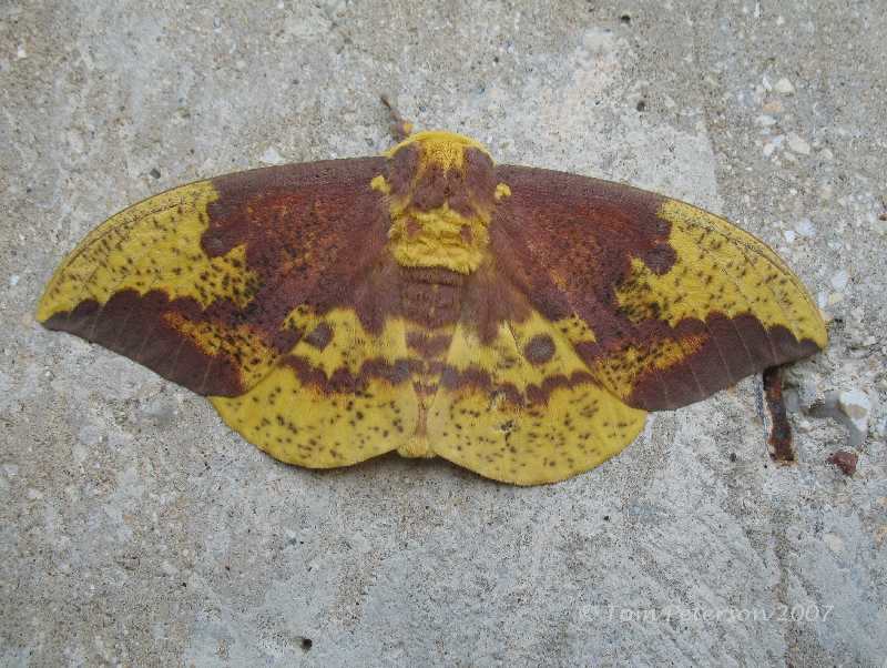 Imperial Moth