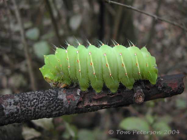 Polyphemus Caterpillar