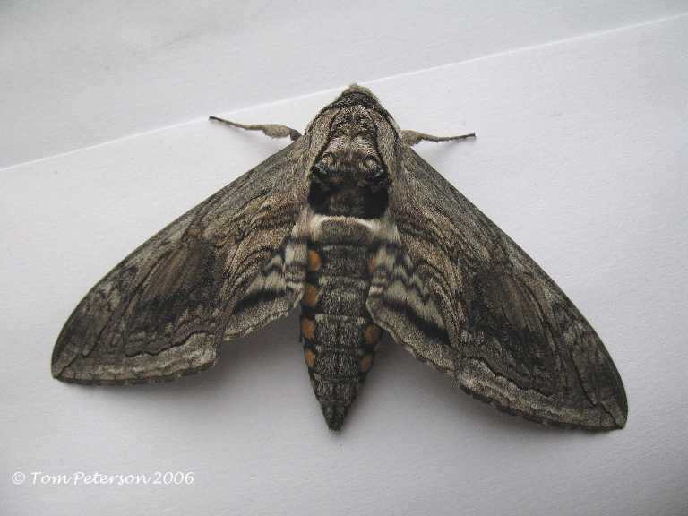 https://www.fnal.gov/ecology/wildlife2/moths/Sphingidae/Sphingidae-Images/Five-spottedHawkmoth12Sep06sc.jpg