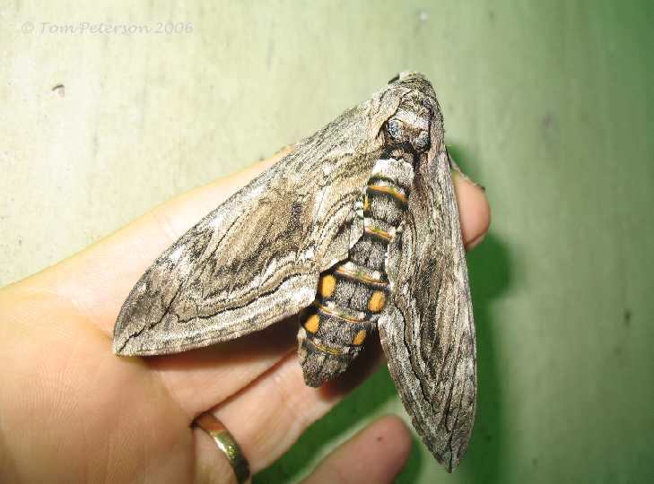 https://www.fnal.gov/ecology/wildlife2/moths/Sphingidae/Sphingidae-Images/Five-spottedHawkmoth19Sep06-1sc.jpg.jpeg