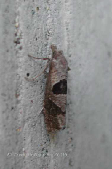 Triangle Backed Eucosma Moth