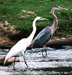 [Heron & egret]