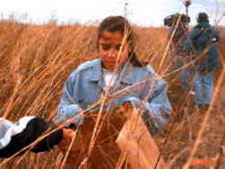 [Collecting seeds]