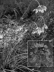 Nodding wild onion