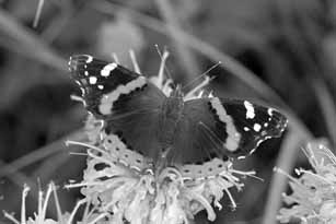 Red Admiral