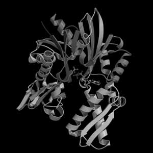 Human Heat Shock Protein created by scientist at DOE's Argonne National Laboratory's Structural Biology Center